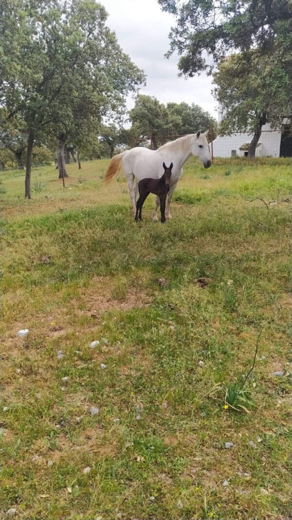 Venta gran propiedad en Córdoba pozo blanco - Imagen 16