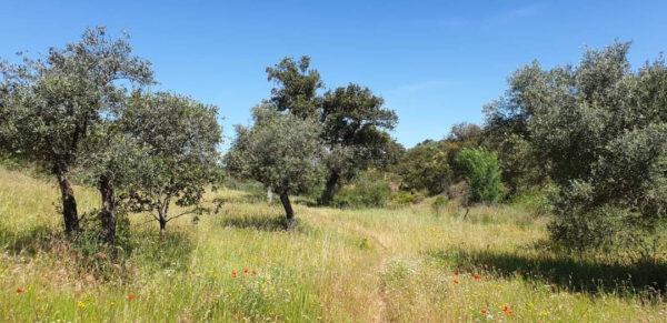 Venta gran propiedad en Córdoba pozo blanco - Imagen 3