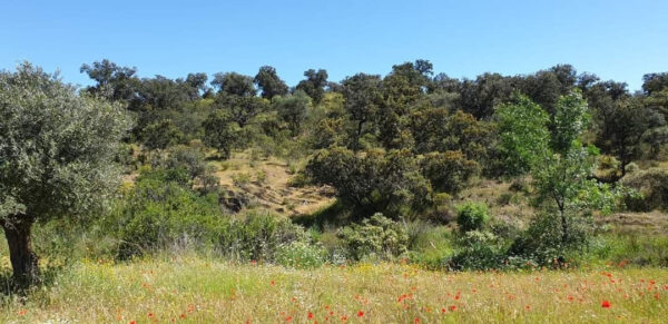 Venta gran propiedad en Córdoba pozo blanco - Imagen 4